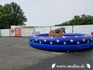 Riding the Bull